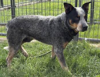 Australian Cattle Dog Blue Heeler Dogs Available for Adoption in Colorado Springs, Colorado - SHARKEY | PetCurious