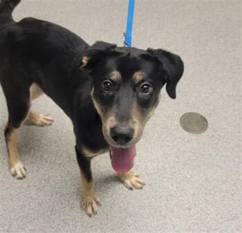 Labrador Retriever and Mixed Breed Dogs Available for Adoption in Omaha, Nebraska - BINX | PetCurious