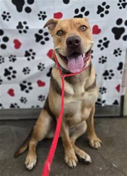 Mixed Breed Dogs Available for Adoption in Dallas, Texas - CALI | PetCurious