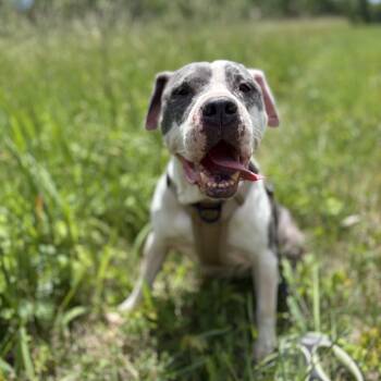 Dozer -  American Bully Dog for Adoption in Carmel Hamlet, New York - Dozer | PetCurious