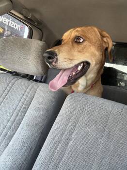 Labrador Retriever and Hound Dogs Available for Adoption in Naperville, Illinois - Billy Boy | PetCurious