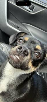 Lil Leia -  Chihuahua Dog for Adoption in Buford, Georgia - Lil Leia | PetCurious