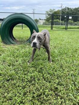 BEATRICE -  American Bulldog and Mixed Breed Dog for Adoption in Winter Haven, Florida - BEATRICE | PetCurious