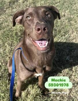Rescue Chocolate Labrador Retriever and Labrador Retriever Dogs for Adoption in Bethel, Vermont - Mackie | PetCurious