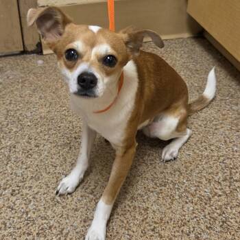 Nugget -  Chihuahua Dog for Adoption in Portland, Oregon - Nugget | PetCurious