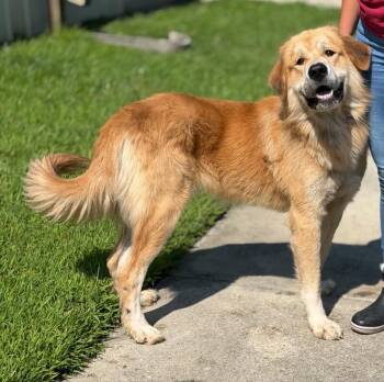 Moose -  Great Pyrenees and Golden Retriever Dog for Adoption in Burgaw, North Carolina - Moose | PetCurious