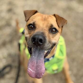 Rescue Shar Pei and Mixed Breed Dogs for Adoption in Bellingham, Washington - Oscar | PetCurious