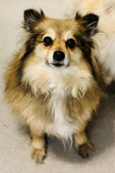 Pomeranian Dogs Available for Adoption in Kennewick, Washington - Fofo | PetCurious