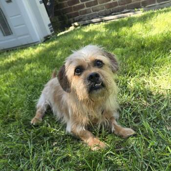 Moose -  Terrier Dog for Adoption in Martinsburg, West Virginia - Moose | PetCurious