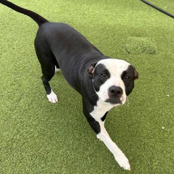 Momma Panda Express 6088 -  Mixed Breed Dog for Adoption in Loxahatchee Groves, Florida - Momma Panda Express 6088 | PetCurious