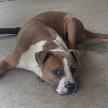 Fred -  Pit Bull Terrier Dog for Adoption in Mocksville, North Carolina - Fred | PetCurious