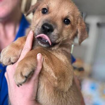 NY Rambo avail Jul 3 (Rev250 Patterson NY) -  Shepherd and Mixed Breed Dog for Adoption in Stormville, New York - NY Rambo Avail Jul 3 (Rev250 Patterson NY) | PetCurious