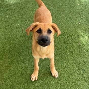 Hazel 1048 -  Shepherd and Mixed Breed Dog for Adoption in Loxahatchee Groves, Florida - Hazel 1048 | PetCurious