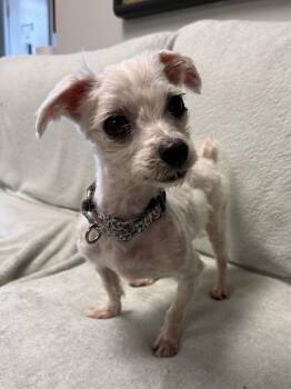 Roy -  Maltese Dog for Adoption in Sudbury, Massachusetts - Roy | PetCurious