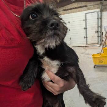 Mixed Breed Dogs Available for Adoption in Leander, Texas - Junior | PetCurious