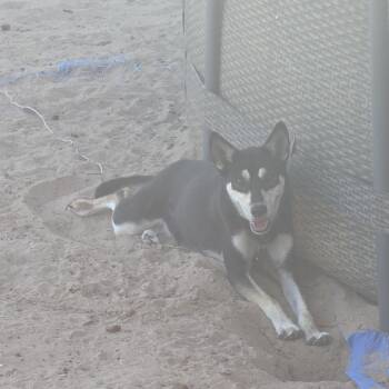 Bella -  Husky and German Shepherd Dog Dog for Adoption in Yuma, Arizona - Bella | PetCurious