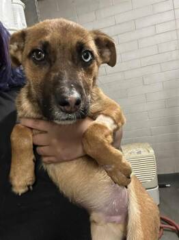 German Shepherd Dog and Mixed Breed Dogs Available for Adoption - HEDWIG | PetCurious