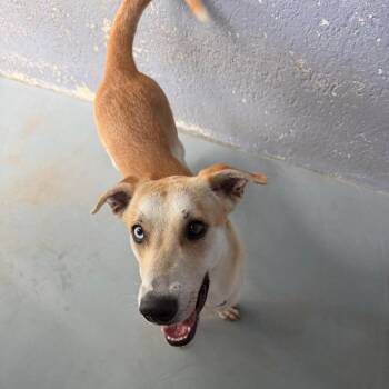QUEENIE -  Shepherd and Mixed Breed Dog for Adoption in Kyle, Texas - QUEENIE | PetCurious