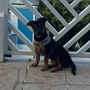 Mixed Breed Dogs Available for Adoption in Frederiksted, St. Croix - Augusta | PetCurious