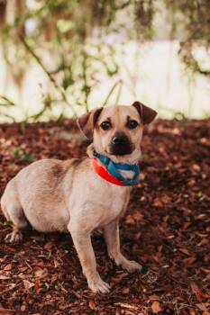 94325a Rosie -  Chihuahua and Pug Dog for Adoption in North Charleston, South Carolina - 94325a Rosie | PetCurious