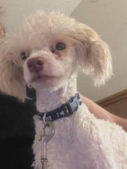 Rescue Miniature Poodle Dogs for Adoption in Marana, Arizona - Jerome Aka Pinecone | PetCurious