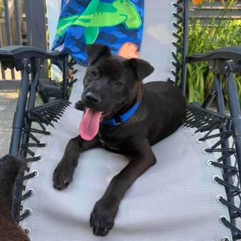 Winnie -  Mixed Breed Dog for Adoption in Griswold, Connecticut - Winnie | PetCurious