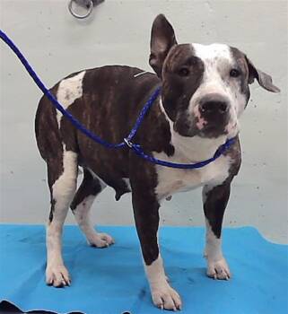 MINNY -  Staffordshire Bull Terrier and Mixed Breed Dog for Adoption in Houston, Texas - MINNY | PetCurious