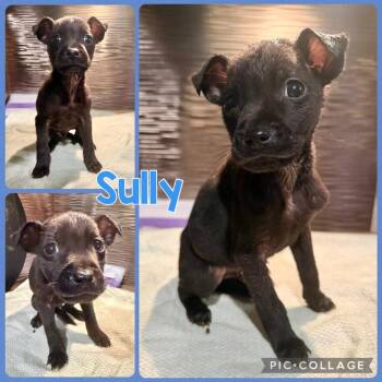 Chihuahua and Mixed Breed Dogs Available for Adoption - Sully | PetCurious