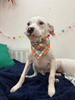 Boxer and Pit Bull Terrier Dogs Available for Adoption in Friendswood, Texas - Buddy Sweets | PetCurious