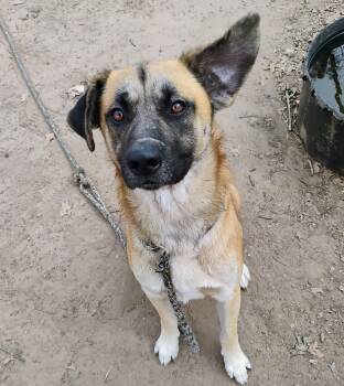 TRUCK -  German Shepherd Dog Dog Available for Adoption in Saint Jo, Texas - TRUCK | PetCurious