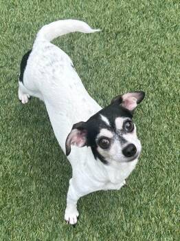 Cookie -  Chihuahua and Dachshund Dog for Adoption in Madison, Georgia - Cookie | PetCurious