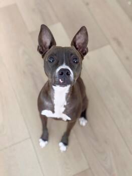 Sprout -  Terrier and Chihuahua Dog for Adoption in Santa Monica, California - Sprout | PetCurious