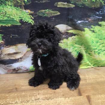 Bacon -  Shih Tzu and Poodle Dog for Adoption in Normal, Illinois - Bacon | PetCurious