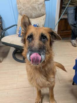 German Shepherd Dog Dogs Available for Adoption in Plain City, Ohio - Jasmine | PetCurious