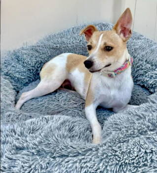 Rescue Rat Terrier Dogs for Adoption in Ocean Township, New Jersey - Hannah- Sweet Mamma | PetCurious
