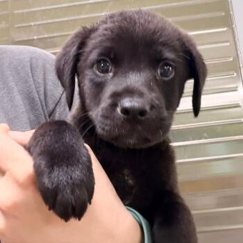Duke -  Collie and Mixed Breed Dog for Adoption in Columbus, Georgia - Duke | PetCurious