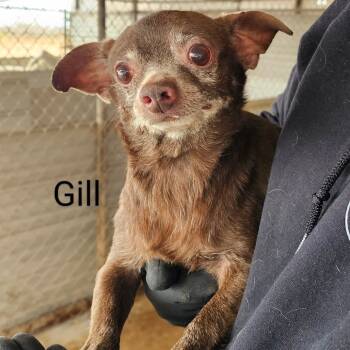 Rescue Chihuahua Dogs for Adoption in Midland, Texas - Gill | PetCurious