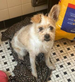 Ernie -  Border Terrier Dog for Adoption in Oklahoma City, Oklahoma - Ernie | PetCurious