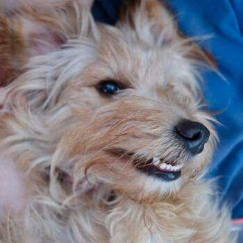 Floofa - Costa Mesa Location *By Appointment* -  Miniature Poodle and Golden Retriever Dog for Adoption in Chino Hills, California - Floofa - Costa Mesa Location *By Appointment* | PetCurious