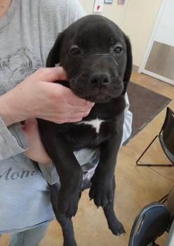 Pit Bull Terrier and Labrador Retriever Dogs Available for Adoption - Langdon | PetCurious