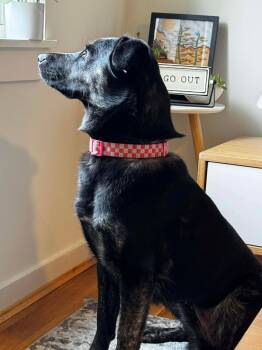 German Shepherd Dog Dogs Available for Adoption - Aira | PetCurious