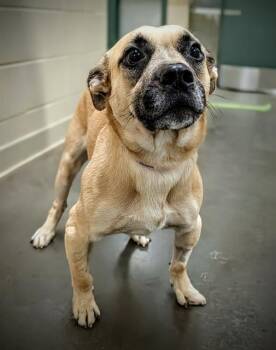 German Shepherd Dog and Pit Bull Terrier Dogs Available for Adoption in Clyde, North Carolina - BUBBA | PetCurious