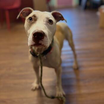 Rescue Pit Bull Terrier and Mixed Breed Dogs for Adoption in Port Richey, Florida - Slim Shady | PetCurious