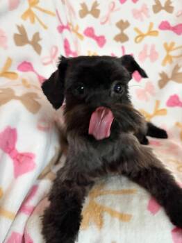 Bonita -  Miniature Schnauzer Dog for Adoption in Houston, Texas - Bonita | PetCurious