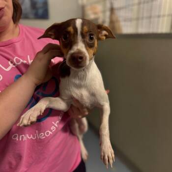 Velinda -  Chihuahua and Mixed Breed Dog for Adoption in Brownsboro, Alabama - Velinda | PetCurious