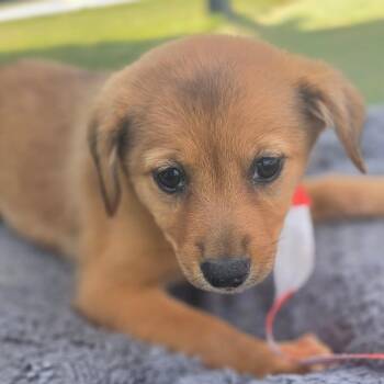 Esmy CI -  Australian Cattle Dog Blue Heeler and Sheep Dog Dog for Adoption in Austin, Texas - Esmy CI | PetCurious