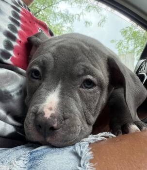 Buster (Cookies Babies) -  Pit Bull Terrier Dog for Adoption in Lewis Center, Ohio - Buster (Cookies Babies) | PetCurious