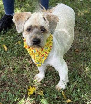 Zatoichi -  Lhasa Apso Dog for Adoption in Midland, Virginia - Zatoichi | PetCurious