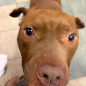 Mixed Breed Dogs Available for Adoption in Chattanooga, Tennessee - Bibble | PetCurious