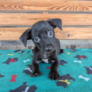 TOES -  Chihuahua and Terrier Dog for Adoption in Chico, California - TOES | PetCurious